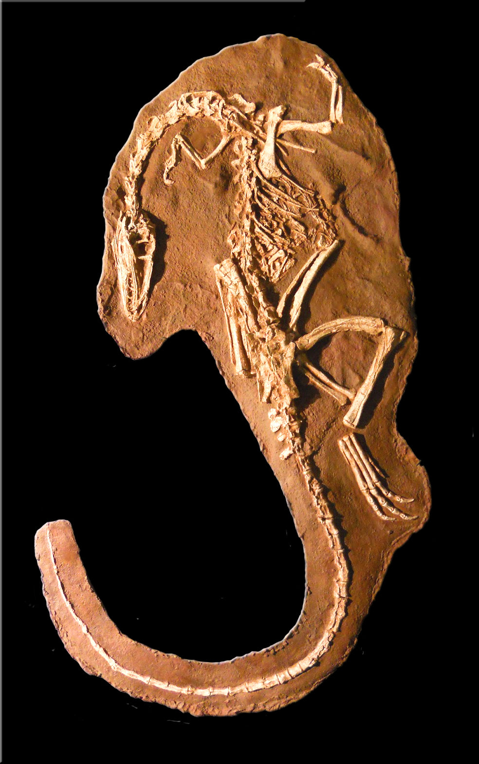 Coelophysis Bauri 147cm X 90cm Fossil Cast — The Prehistoric Store