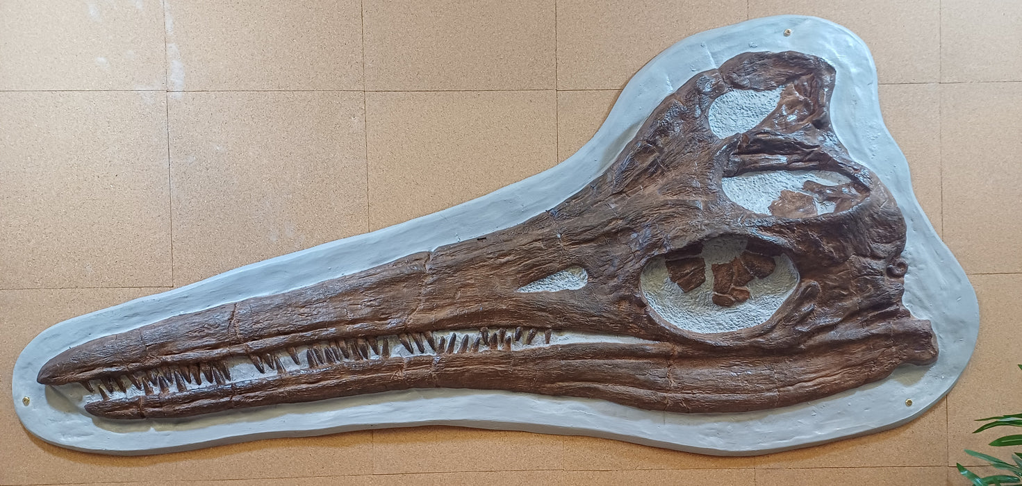 Temnodontosaurus 1.5m Long Wall Mountable Skull Replica