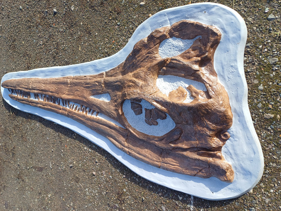 Temnodontosaurus 1.5m Long Wall Mountable Skull Replica