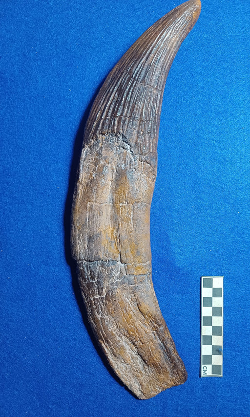 UK Pliosaur tooth replica