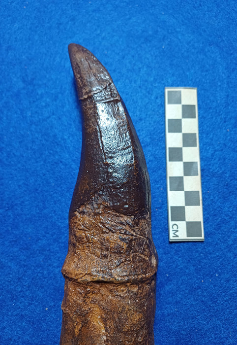 Tyrannosaurus rex Tooth Cast - 27cm Long (From Real Tooth)