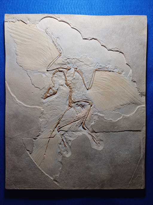 Archaeopteryx replica from the Prehistoric Store