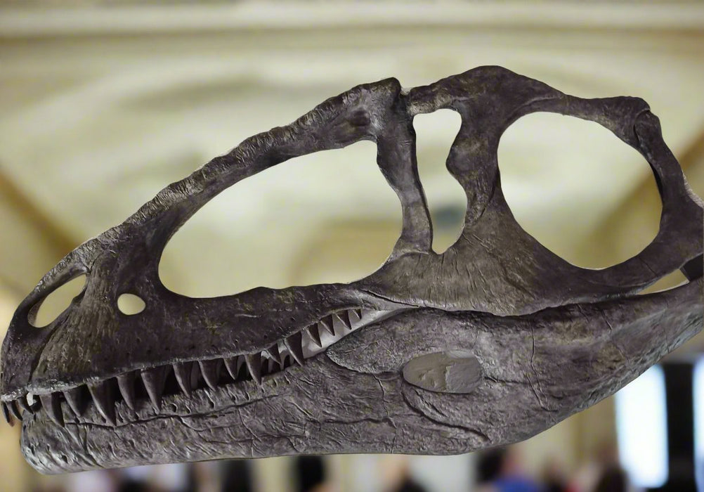 Giganotosaurus Life Sized Half Skull Wall mount 1.5m long, bigger than T.rex!