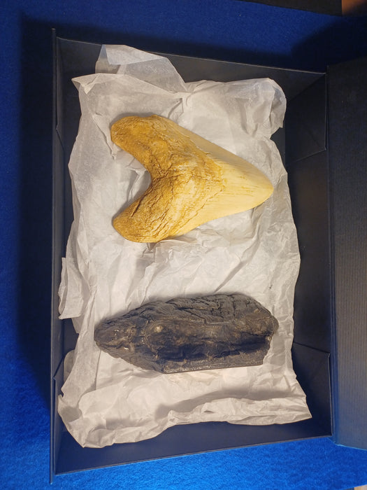 Megalodon tooth replica including presentation box from The Prehistoric store