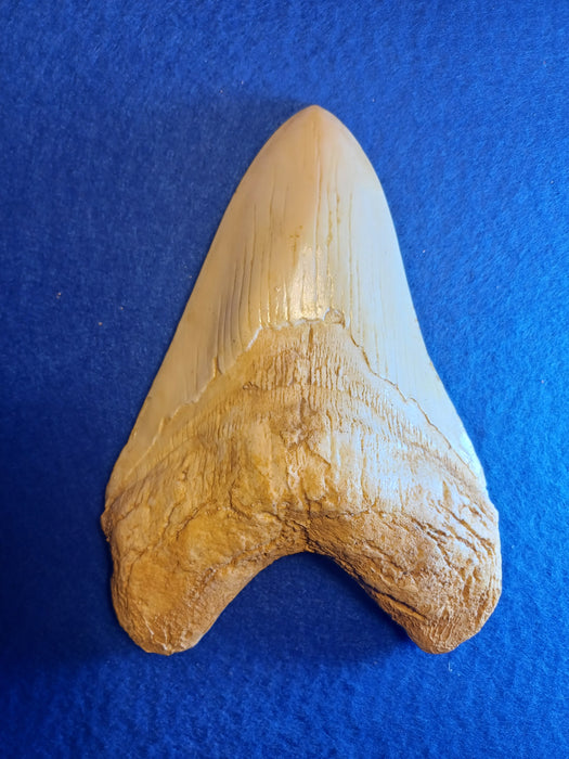 Living Meg tooth replica For Sale