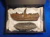 Megalosaurus jaw replica from The Prehistoric Store