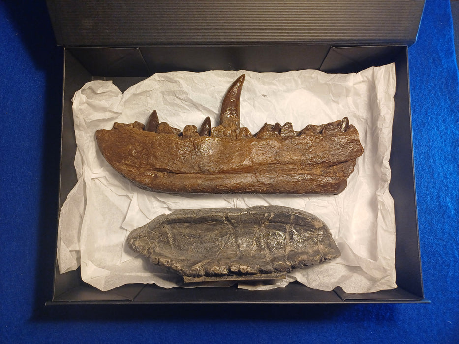 Megalosaurus jaw replica from The Prehistoric Store