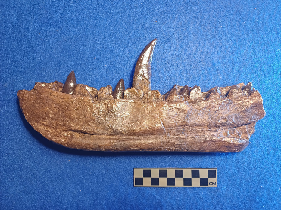 Megalosaurus jawbone replica from The Prehistoric Store