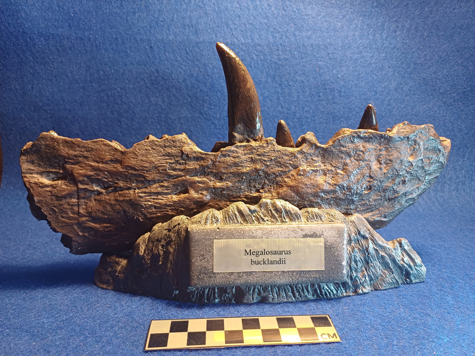 Megalosaurus jawbone replica with removeable display stand