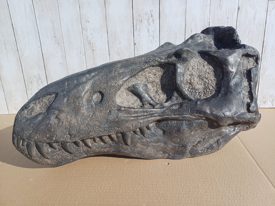 Dinosaur fossil relica skull for sale