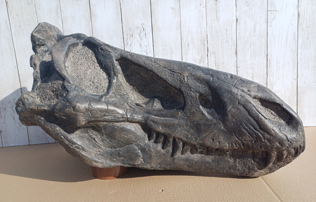 Nanotyrannus lancensis skull replica