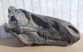 Nanotyrannus lancensis skull replica