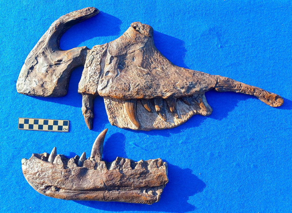 Megalosaurus bucklandii Museum Grade Dentary and Maxilla Display