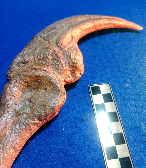 Allosaurus fragilis Claw Cast