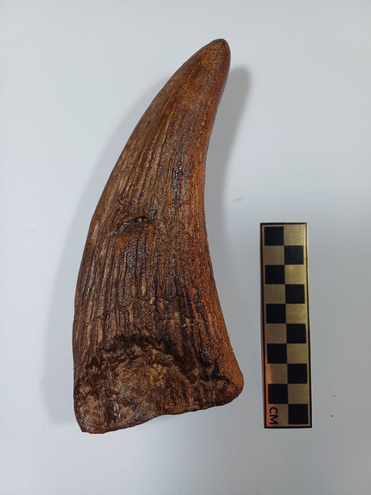 Museum Quality Pliosaur Tooth Crown 15cm