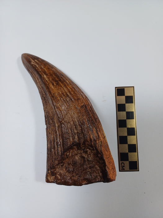 Museum Quality Pliosaur Tooth Crown 15cm