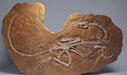 Coelophysis skeleyon cast available, one of the first true dinosaurs. Replica dinosaur cast from the Prehistoric Store