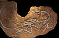 Coelophysis skeleton cast for sale, The Prehistoric Store