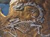 Coelophysis bauri replica for sale. Dinoaur fossil replica cast