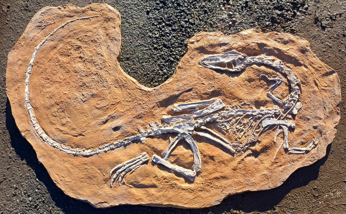 Coelophysis fossil replica available from The Prehistoric Store