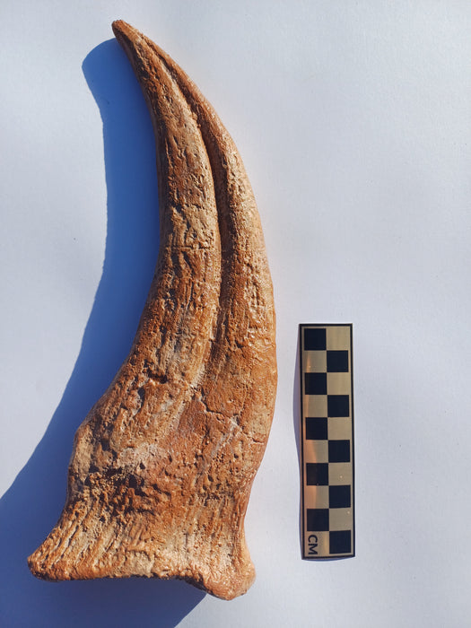 Spinosaurus aegyptiacus Hand Claw Cast