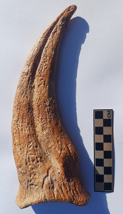 Spinosaurus aegyptiacus Hand Claw Cast