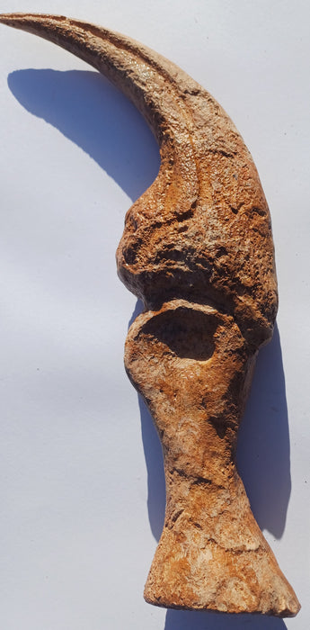 Allosaurus Claw For Sale. Dinosaur fossil replica.