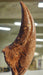 Tyrannosaurus rex Pes claw (toe) replica from The Prehistoric Store