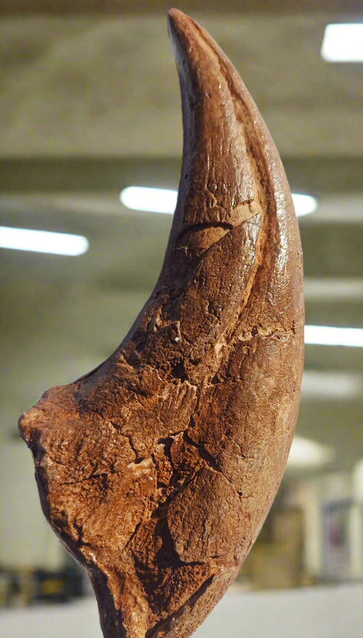 Tyrannosaurus rex Pes claw (toe) replica from The Prehistoric Store