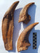 T rex teeth and claws for sale, The  Prehistoric Store