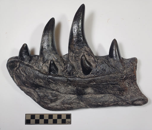 T rex jawbone dentary replica for sale