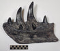 T rex jawbone dentary replica for sale