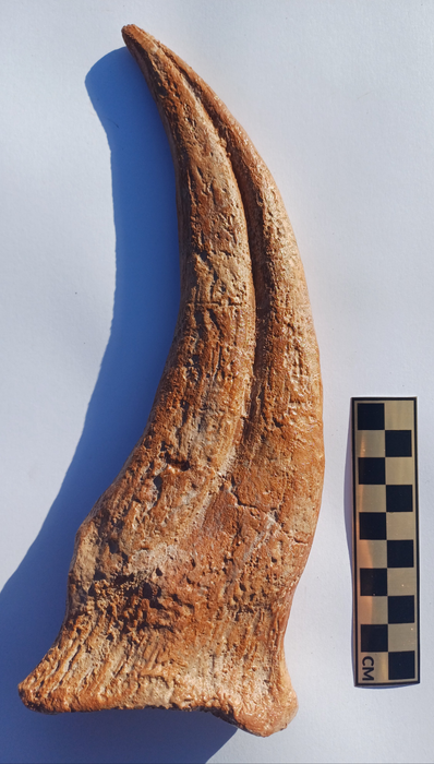 Spinosaurus aegyptiacus Hand Claw Cast