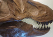 Prehistoric store reviews, half skull T rex from The Prehistoric Store