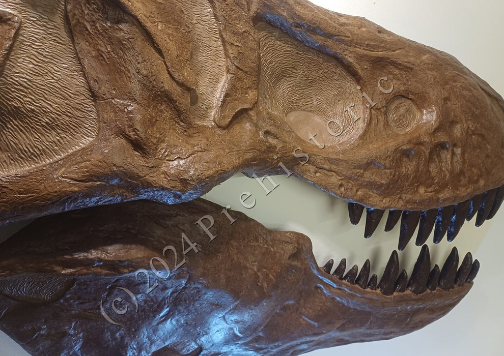 Prehistoric store reviews, half skull T rex from The Prehistoric Store