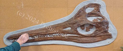 UK Sea Monster discovered, temnodontosaurus skull replica available for sale. 5 foot long Icthyosaurus skull replica