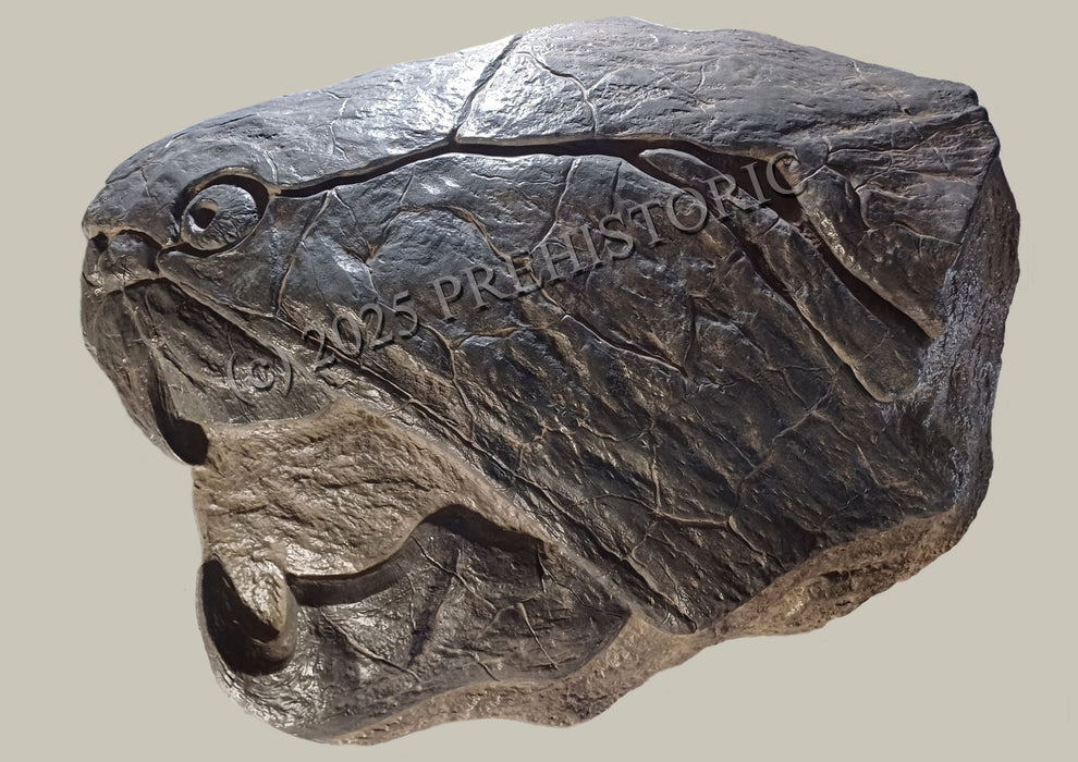 Dunkleosteus skull replica