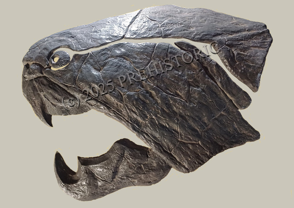 Dunkleosteus Life Size Skull Replica 80cm long