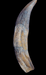 Pliosaur tooth replica from The Prehistoric Store