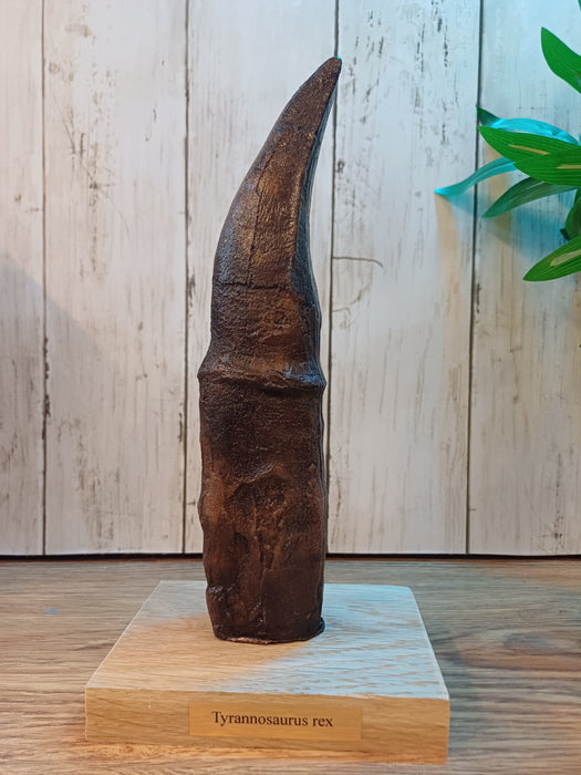 Museum Quality Tyrannosaurus rex tooth Cast With Oak Display Stand, Infographic And Presentation Box