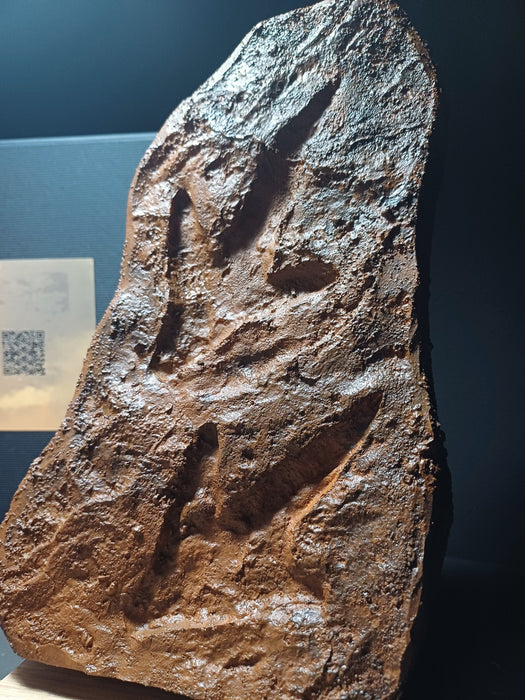 Museum Quality Dinosaur Footprints With Oak Display Stand, Infographic And Presentation Box