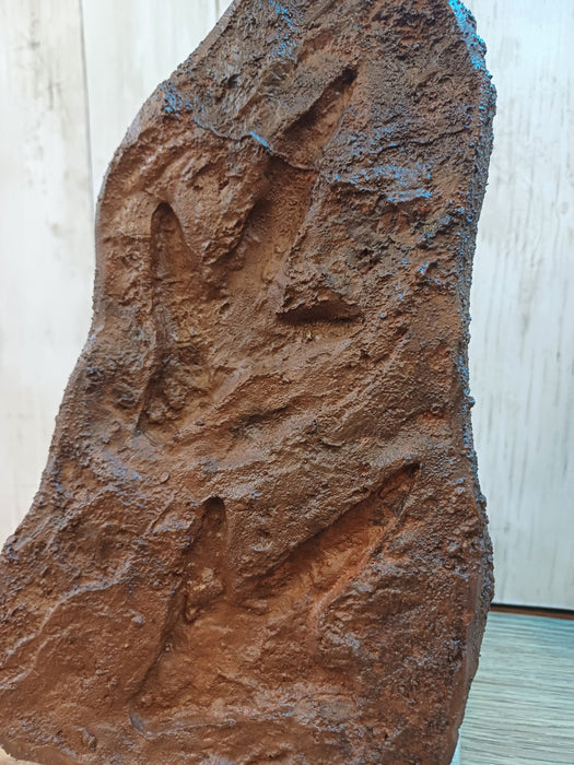 Museum Quality Dinosaur Footprints With Oak Display Stand, Infographic And Presentation Box
