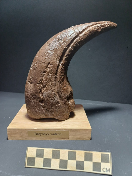 Museum Quality Baryonyx walkeri Thumb Claw Cast With Oak Display Stand, Infographic And Presentation Box