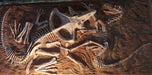 Fighting Dinosaurs, two dinosaurs fighting, fossil replica of the Mongolian Velociraptor and Protoceratops