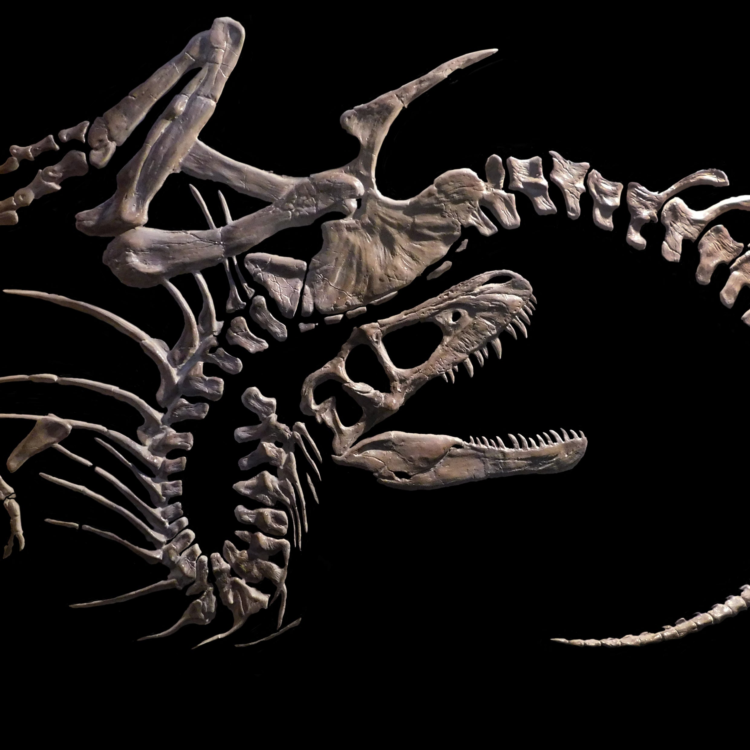 Bespoke life sized Dinosaur Fossil Replicas — The Prehistoric Store