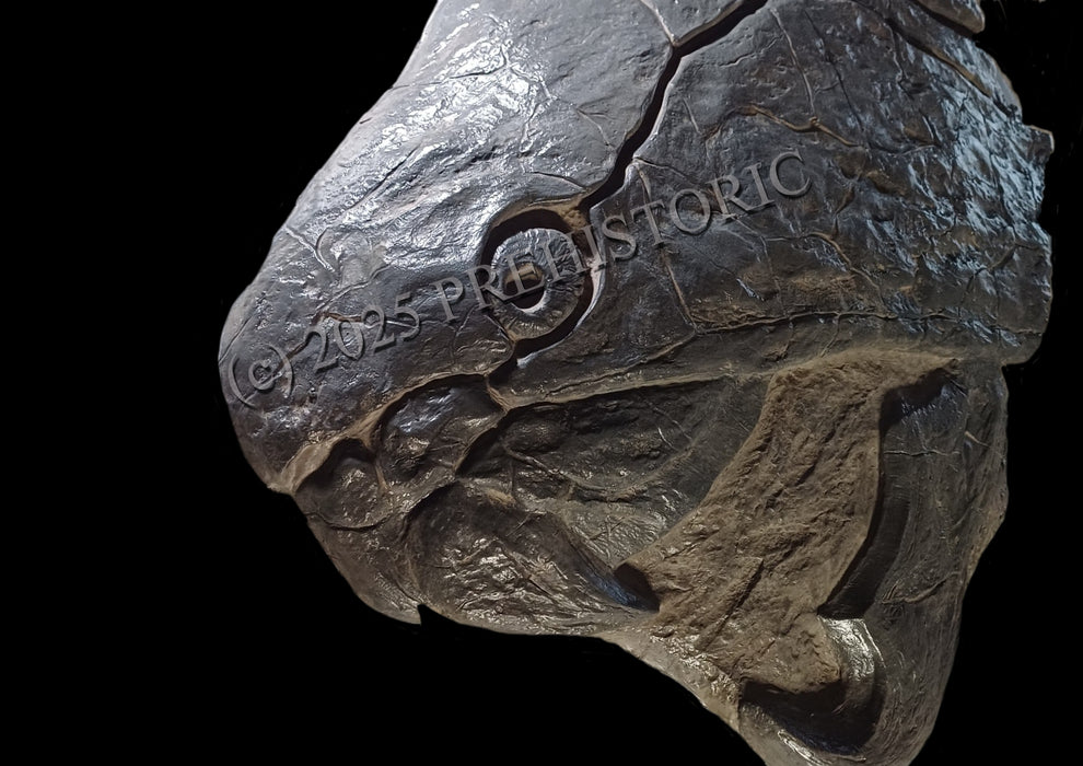 Dunkleosteus Life Size Skull Replica 80cm long