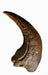 Baronyx claw replica available from The Prehistoric Store