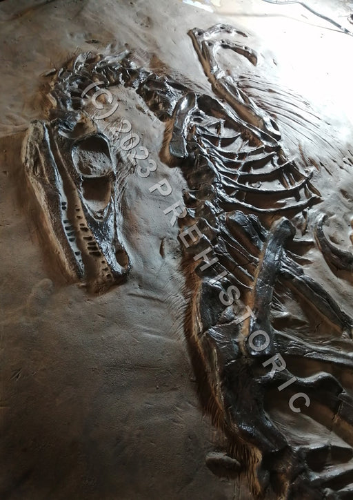 Jurassic world Velociraptor skeleton, replica available from The Prehistoric Store. Wall art or for dinosaur exhibitions