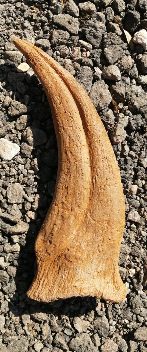 Spinosaurus claw - could Spinosaurus swim? 